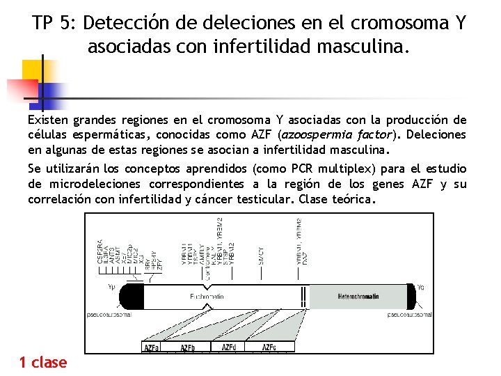 TP 5: Detección de deleciones en el cromosoma Y asociadas con infertilidad masculina. Existen