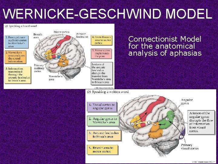 WERNICKE-GESCHWIND MODEL Connectionist Model for the anatomical analysis of aphasias 