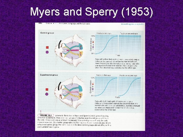 Myers and Sperry (1953) 