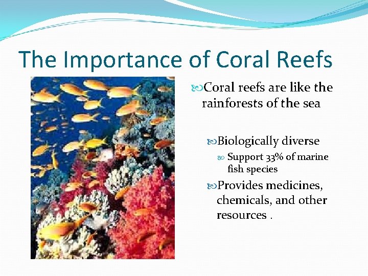 The Importance of Coral Reefs Coral reefs are like the rainforests of the sea