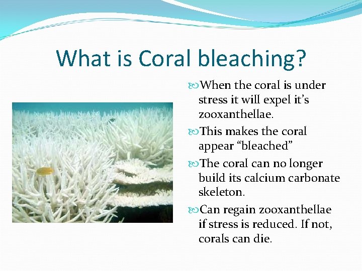 What is Coral bleaching? When the coral is under stress it will expel it’s