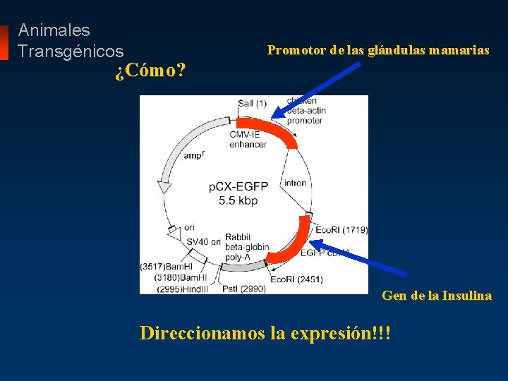 Animales Transgénicos Promotor de las glándulas mamarias ¿Cómo? Gen de la Insulina Direccionamos la