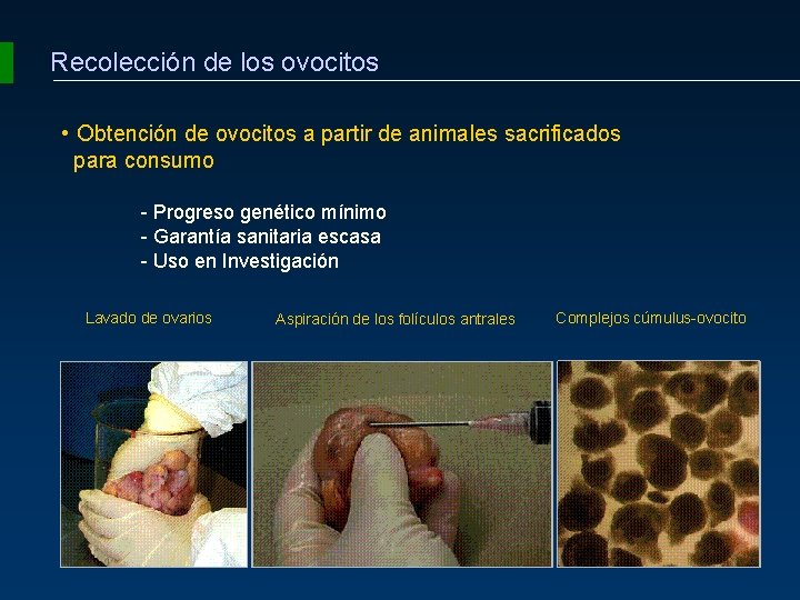 Recolección de los ovocitos • Obtención de ovocitos a partir de animales sacrificados para