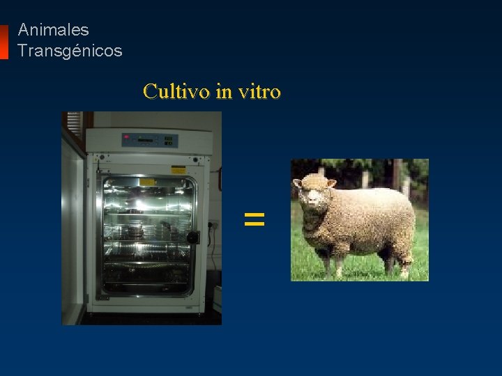 Animales Transgénicos Cultivo in vitro = 