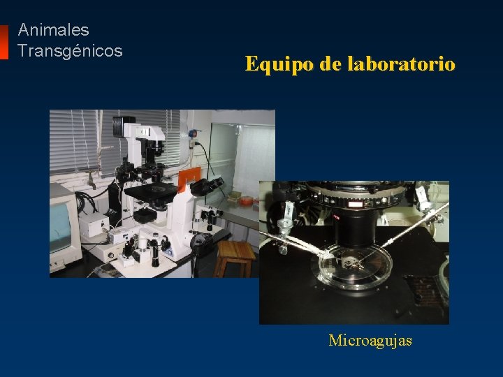 Animales Transgénicos Equipo de laboratorio Microagujas 