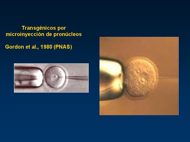 Transgénicos por microinyección de pronúcleos Gordon et al. , 1980 (PNAS) 