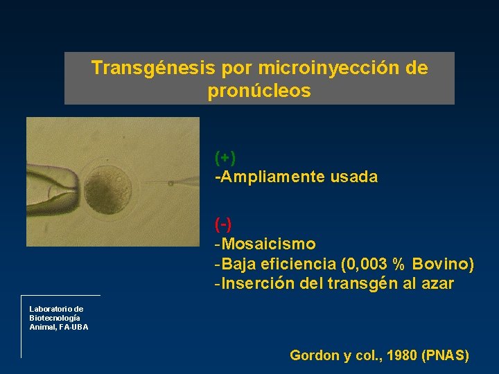 Transgénesis por microinyección de pronúcleos (+) -Ampliamente usada (-) -Mosaicismo -Baja eficiencia (0, 003