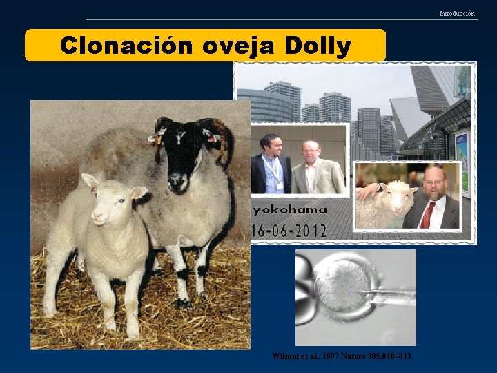 Introducción Clonación oveja Dolly Wilmut et al. , 1997 Nature 385, 810– 813. 
