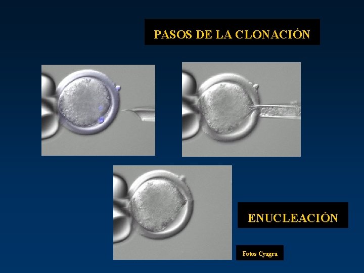 PASOS DE LA CLONACIÓN ENUCLEACIÓN Fotos Cyagra 
