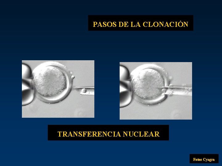 PASOS DE LA CLONACIÓN TRANSFERENCIA NUCLEAR Fotos Cyagra 