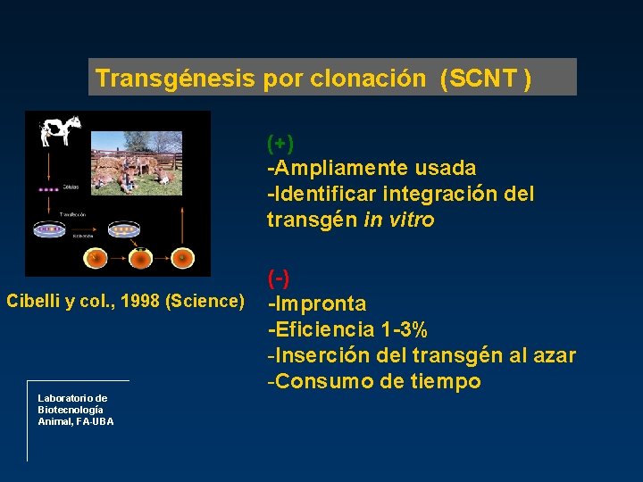 Transgénesis por clonación (SCNT ) (+) -Ampliamente usada -Identificar integración del transgén in vitro