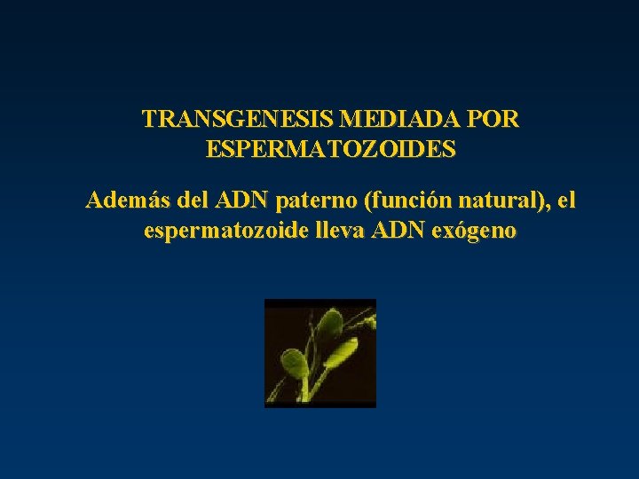 TRANSGENESIS MEDIADA POR ESPERMATOZOIDES Además del ADN paterno (función natural), el espermatozoide lleva ADN