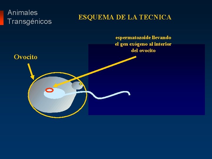 Animales Transgénicos Ovocito ESQUEMA DE LA TECNICA espermatozoide llevando el gen exógeno al interior