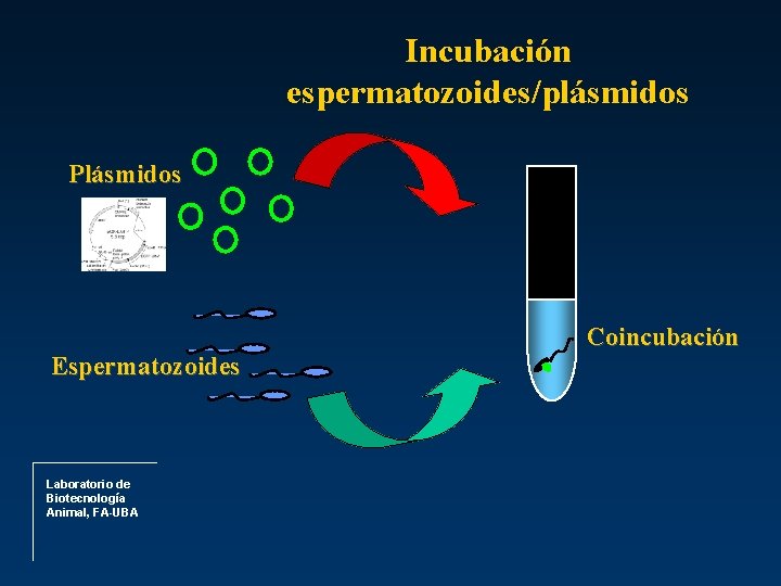 Incubación espermatozoides/plásmidos Plásmidos Espermatozoides Laboratorio de Biotecnología Animal, FA-UBA Coincubación 