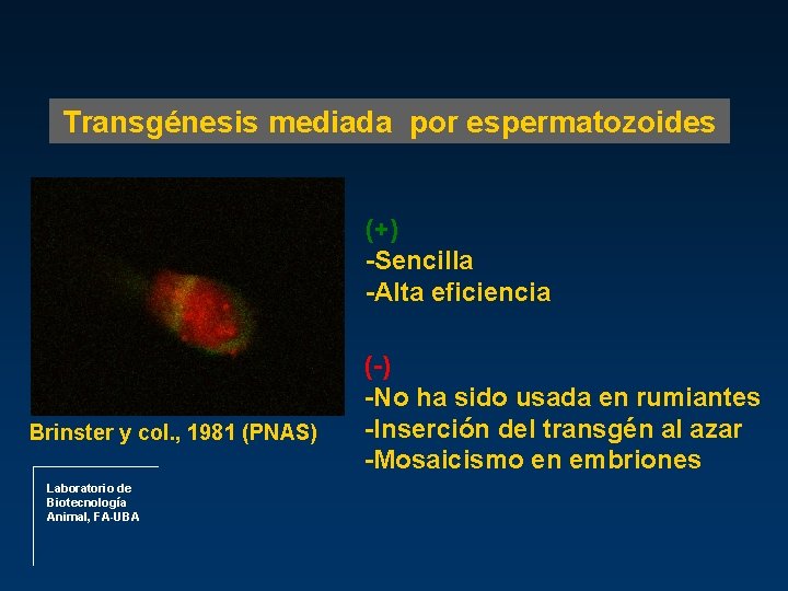 Transgénesis mediada por espermatozoides (+) -Sencilla -Alta eficiencia Brinster y col. , 1981 (PNAS)