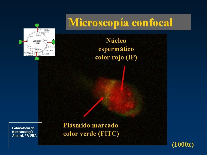 Microscopía confocal Núcleo espermático color rojo (IP) Laboratorio de Biotecnología Animal, FA-UBA Plásmido marcado