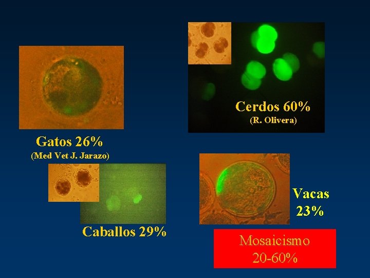 Cerdos 60% (R. Olivera) Gatos 26% (Med Vet J. Jarazo) Vacas 23% Caballos 29%