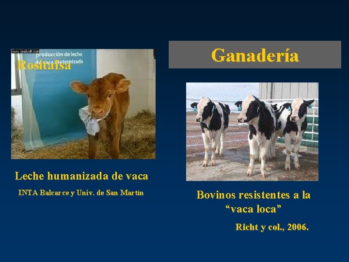 Rosita. Isa Ganadería Leche humanizada de vaca INTA Balcarce y Univ. de San Martín