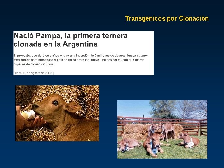 Transgénicos por Clonación 