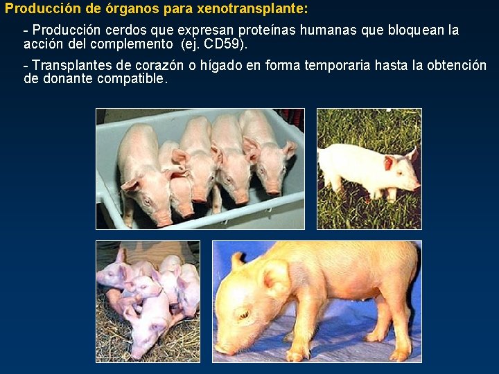 Producción de órganos para xenotransplante: - Producción cerdos que expresan proteínas humanas que bloquean