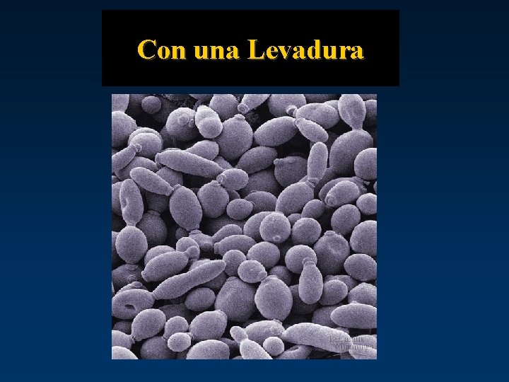Con una Levadura 