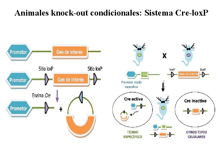 Animales knock-out condicionales: Sistema Cre-lox. P 