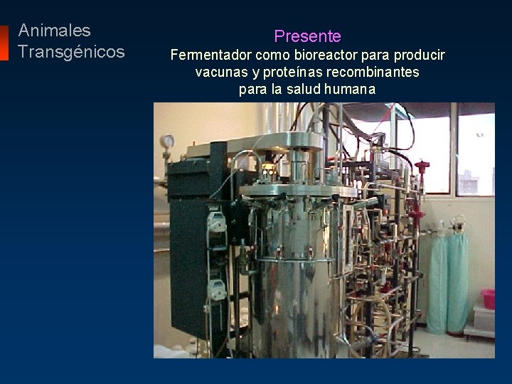 Animales Transgénicos Presente Fermentador como bioreactor para producir vacunas y proteínas recombinantes para la
