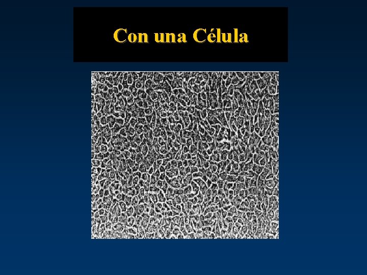 Con una Célula 