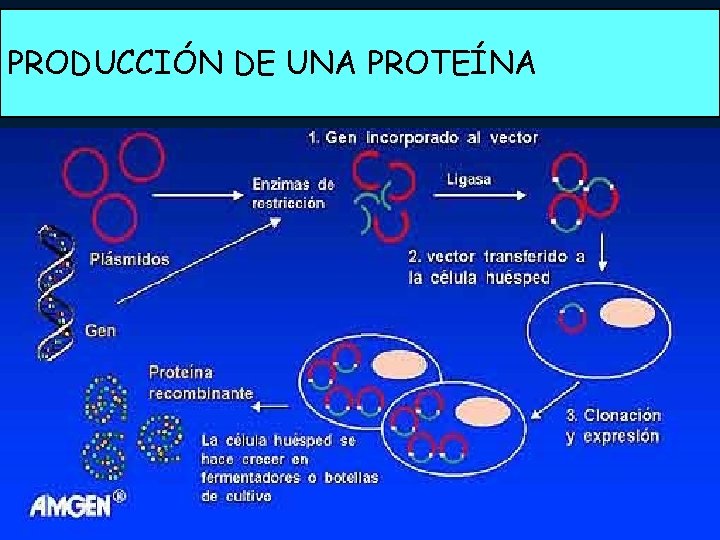 PRODUCCIÓN DE UNA PROTEÍNA 