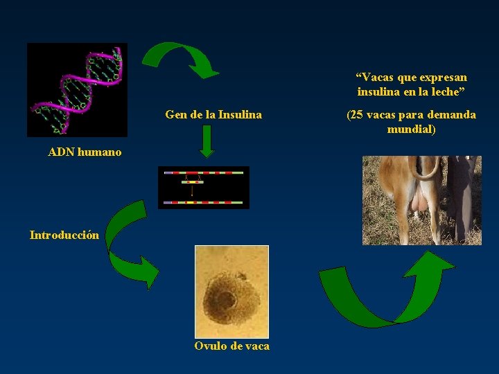 “Vacas que expresan insulina en la leche” Gen de la Insulina ADN humano Introducción