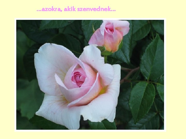 …azokra, akik szenvednek… …azokra, akik szenvednek…