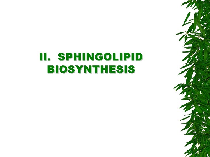 II. SPHINGOLIPID BIOSYNTHESIS 