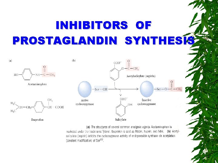 INHIBITORS OF PROSTAGLANDIN SYNTHESIS 