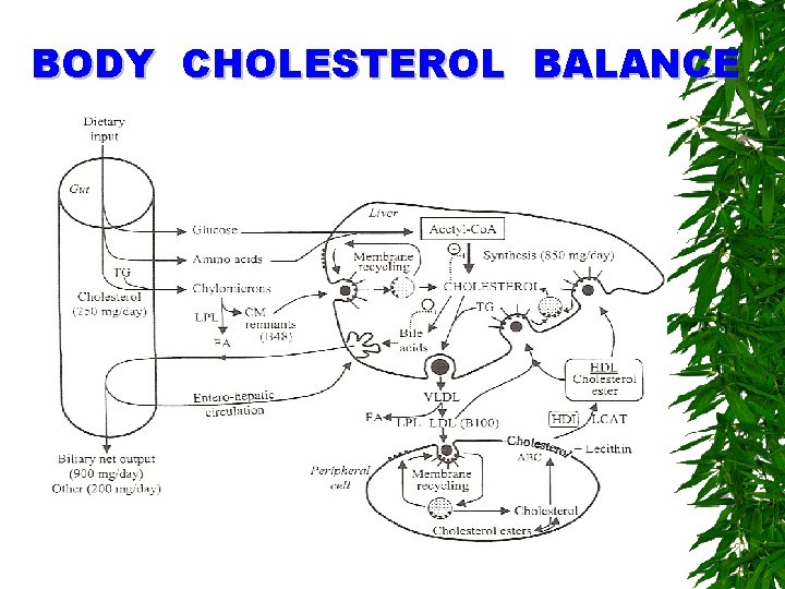 BODY CHOLESTEROL BALANCE 