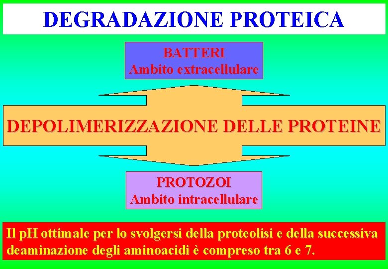 DEGRADAZIONE PROTEICA BATTERI Ambito extracellulare DEPOLIMERIZZAZIONE DELLE PROTEINE PROTOZOI Ambito intracellulare Il p. H DEGRADAZIONE PROTEICA BATTERI Ambito extracellulare DEPOLIMERIZZAZIONE DELLE PROTEINE PROTOZOI Ambito intracellulare Il p. H