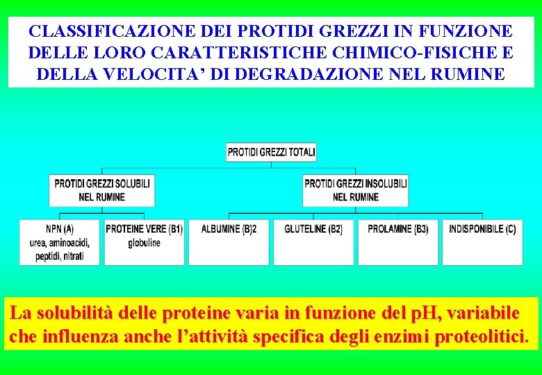 CLASSIFICAZIONE DEI PROTIDI GREZZI IN FUNZIONE DELLE LORO CARATTERISTICHE CHIMICO-FISICHE E DELLA VELOCITA’ DI