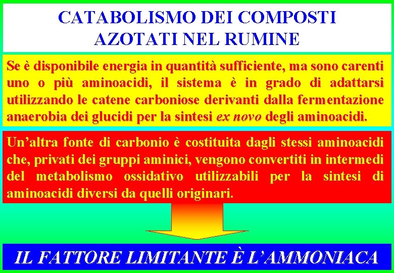 CATABOLISMO DEI COMPOSTI AZOTATI NEL RUMINE Se è disponibile energia in quantità sufficiente, ma