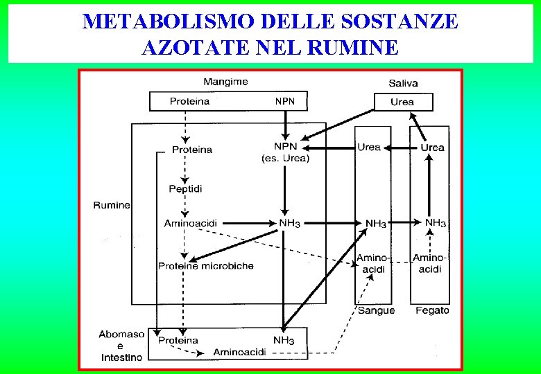 METABOLISMO DELLE SOSTANZE AZOTATE NEL RUMINE NPN METABOLISMO DELLE SOSTANZE AZOTATE NEL RUMINE NPN