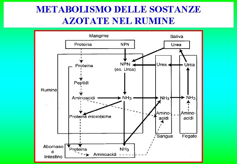 METABOLISMO DELLE SOSTANZE AZOTATE NEL RUMINE NPN 