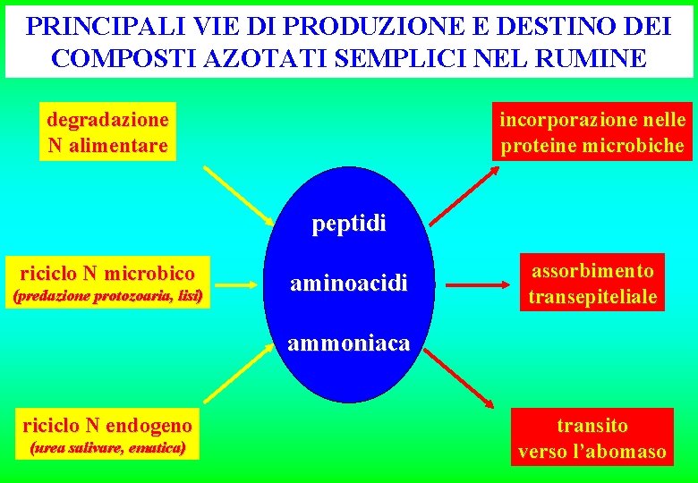 PRINCIPALI VIE DI PRODUZIONE E DESTINO DEI COMPOSTI AZOTATI SEMPLICI NEL RUMINE degradazione N PRINCIPALI VIE DI PRODUZIONE E DESTINO DEI COMPOSTI AZOTATI SEMPLICI NEL RUMINE degradazione N