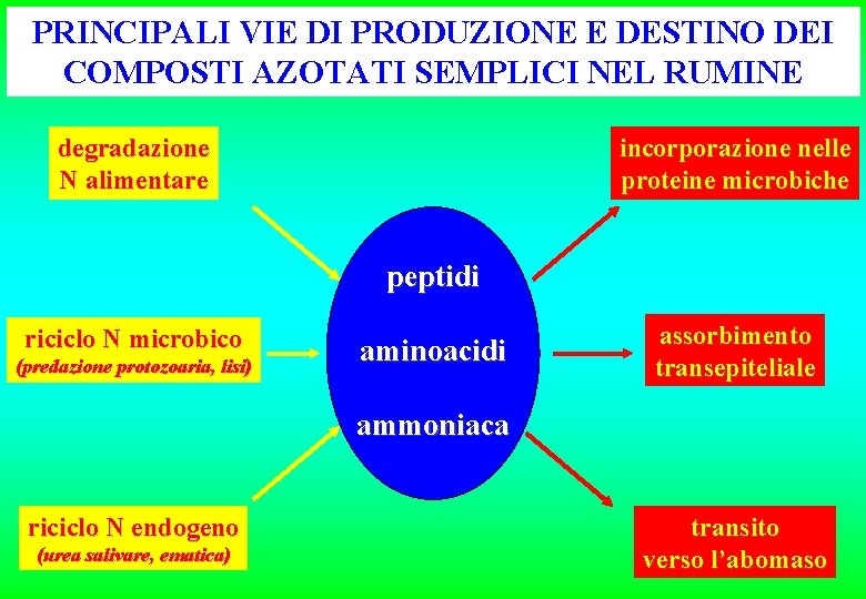 PRINCIPALI VIE DI PRODUZIONE E DESTINO DEI COMPOSTI AZOTATI SEMPLICI NEL RUMINE degradazione N