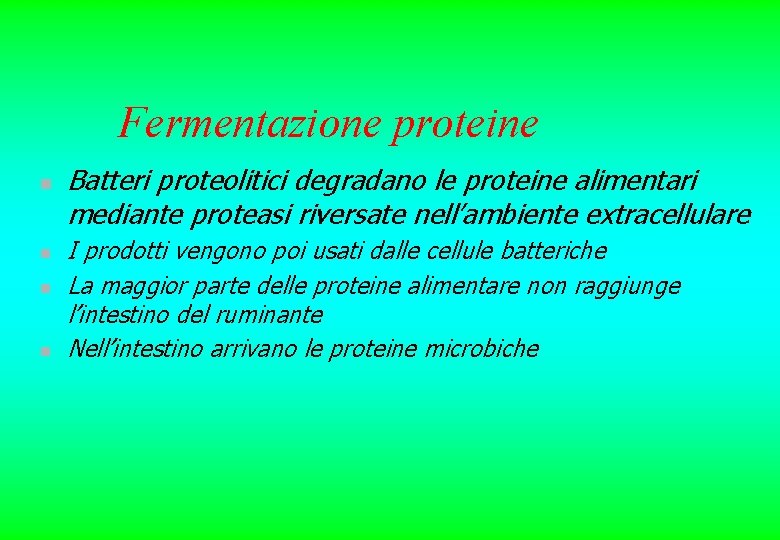 Fermentazione proteine n n Batteri proteolitici degradano le proteine alimentari mediante proteasi riversate nell’ambiente