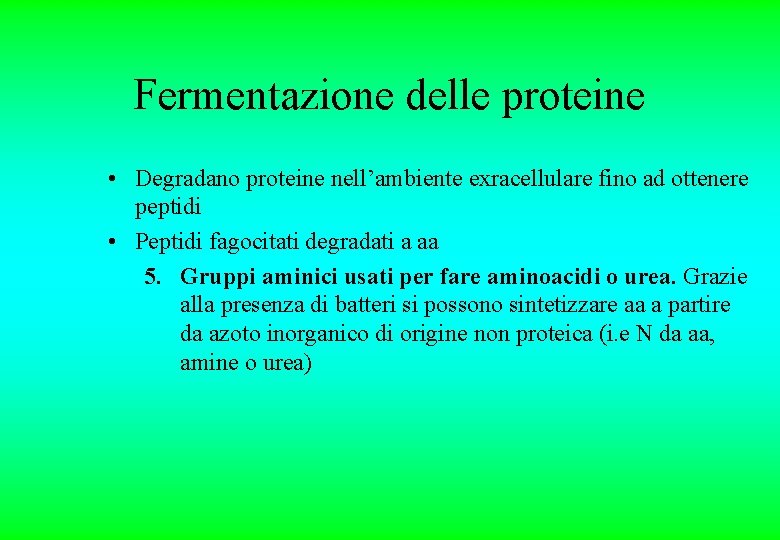 Fermentazione delle proteine • Degradano proteine nell’ambiente exracellulare fino ad ottenere peptidi • Peptidi