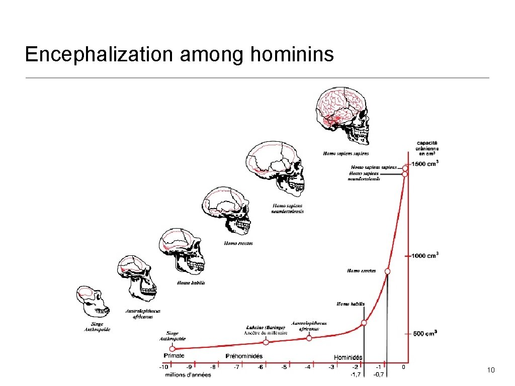 Encephalization among hominins 10 