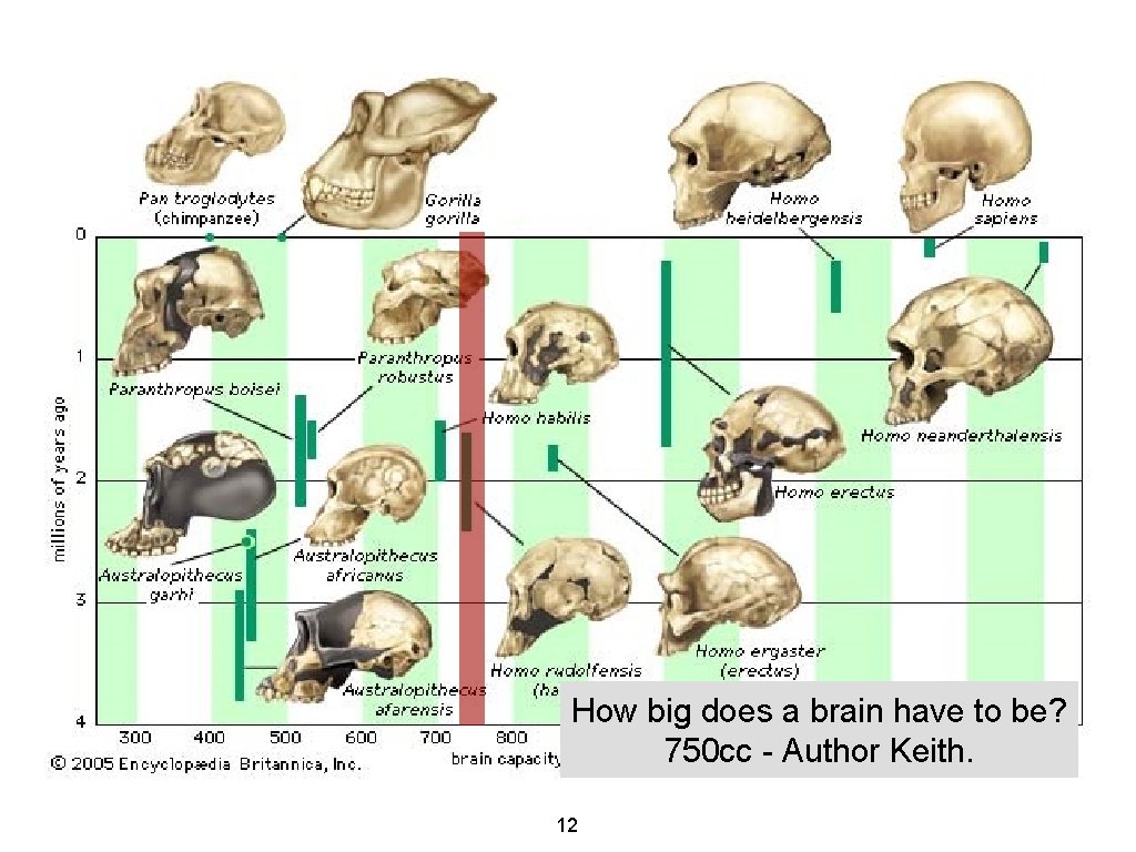 How big does a brain have to be? 750 cc - Author Keith. 12