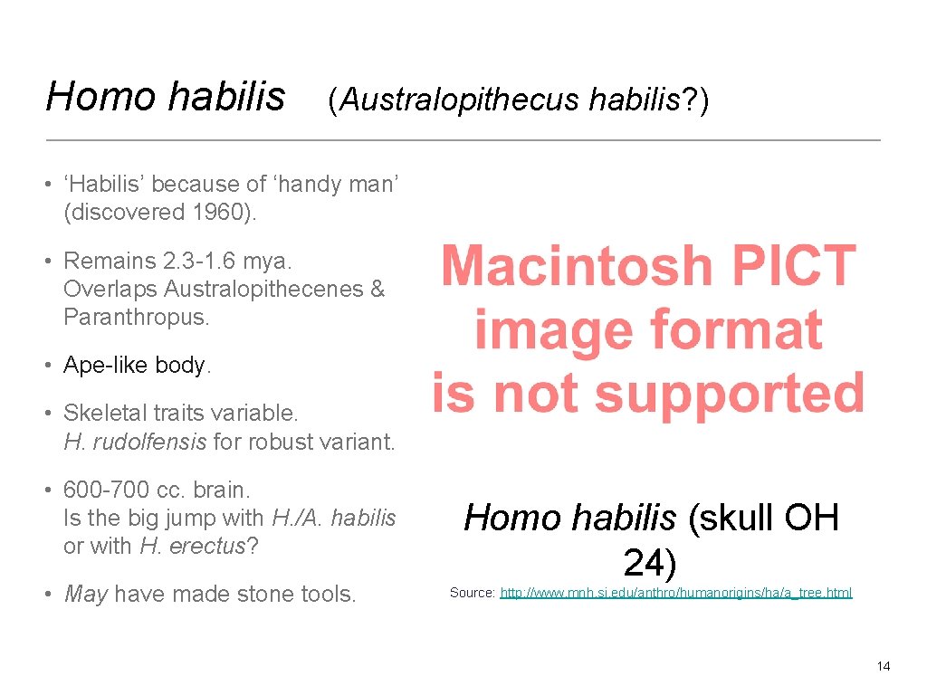 Homo habilis (Australopithecus habilis? ) • ‘Habilis’ because of ‘handy man’ (discovered 1960). •