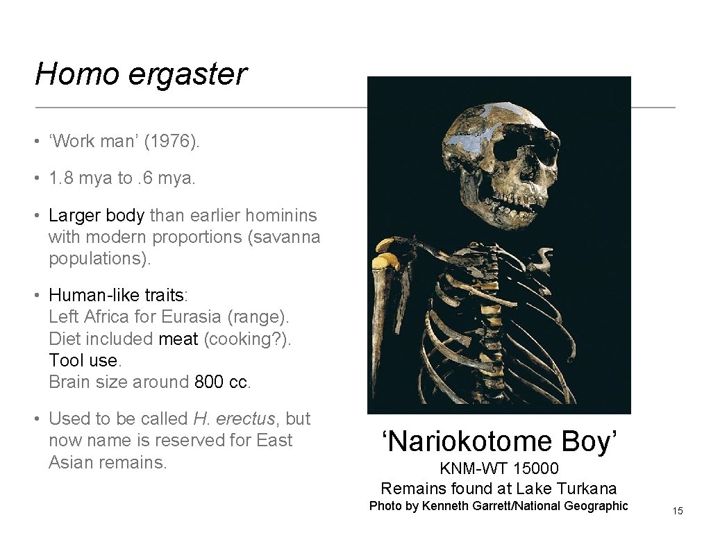 Homo ergaster • ‘Work man’ (1976). • 1. 8 mya to. 6 mya. •
