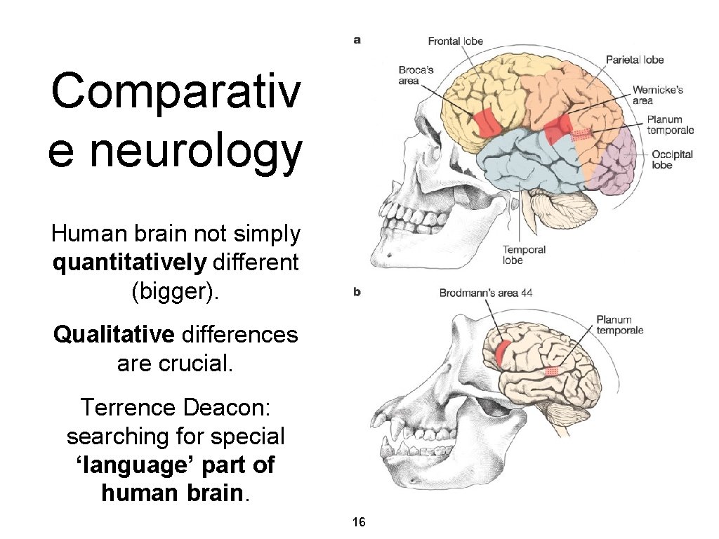 Comparativ e neurology Human brain not simply quantitatively different (bigger). Qualitative differences are crucial.