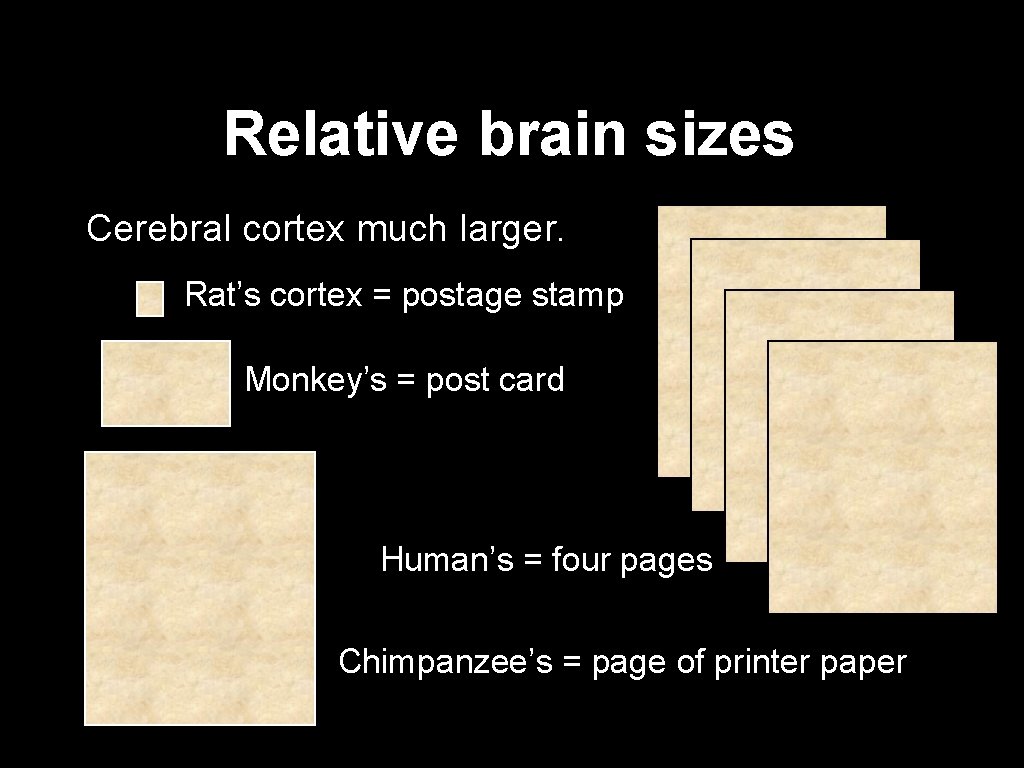 Relative brain sizes Cerebral cortex much larger. Rat’s cortex = postage stamp Monkey’s =
