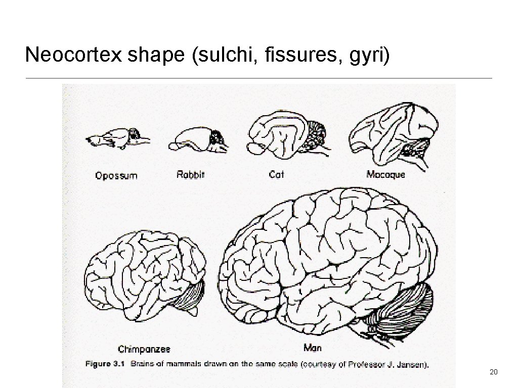 Neocortex shape (sulchi, fissures, gyri) 20 